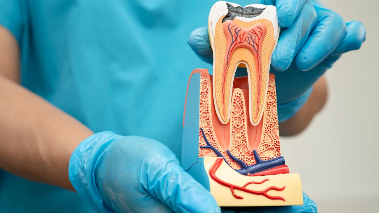 ligamento periodontal